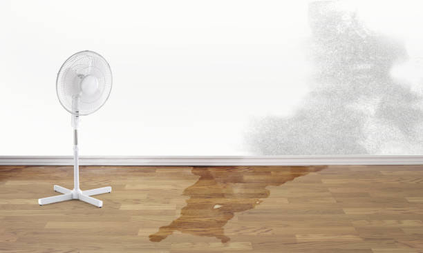 Best Basement water damage restoration  in Eureka, MT